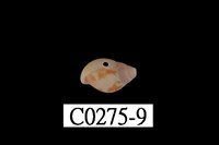 藏品(麥螺科)的圖片